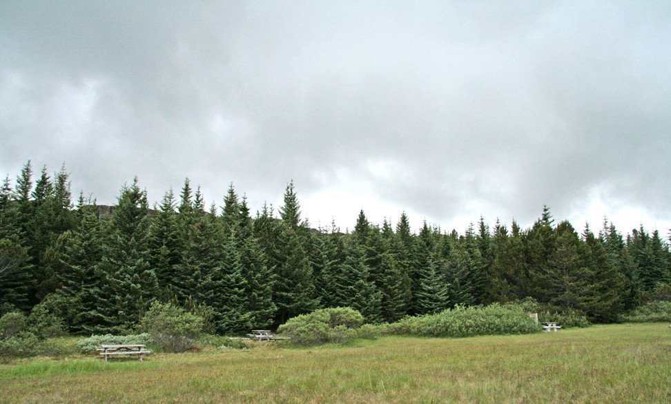 Við furulundinn á Þingvöllum.