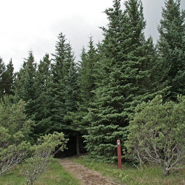 (mynd: Esther Ösp Gunnarsdóttir)