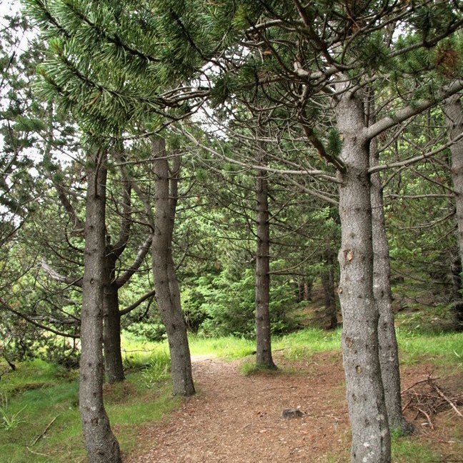 (mynd: Esther Ösp Gunnarsdóttir)