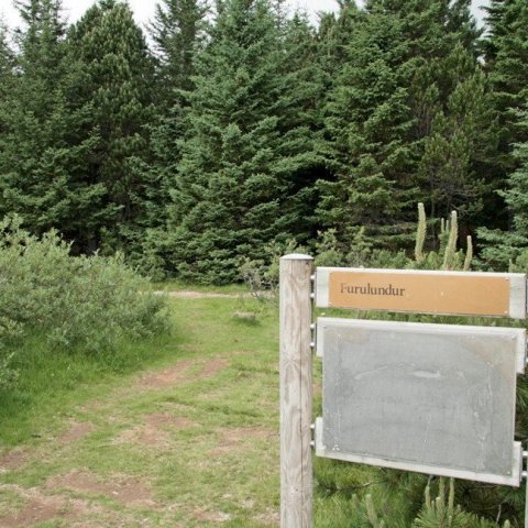 Við furulundinn á Þingvöllum.