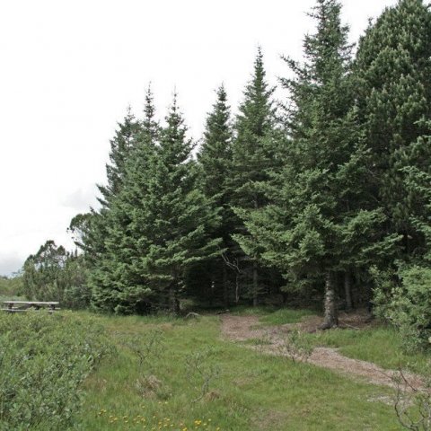 Í furulundinum á Þingvöllum.