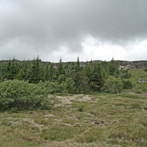 Við furulundinn á Þingvöllum.