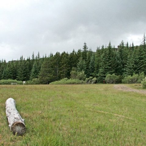 Við furulundinn á Þingvöllum.