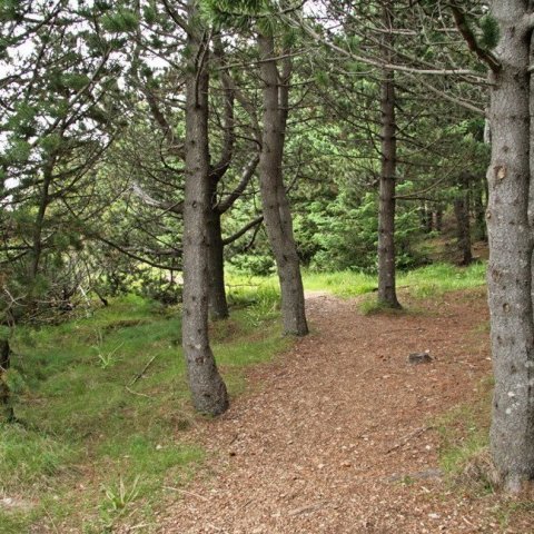 Í furulundinum á Þingvöllum.