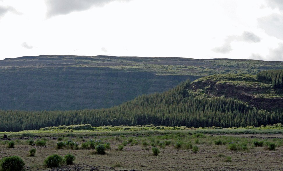 Skógurinn í Þjórsárdal.