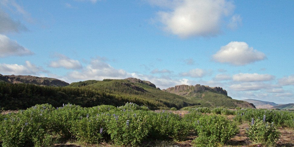 Skógurinn í Þjórsárdal.