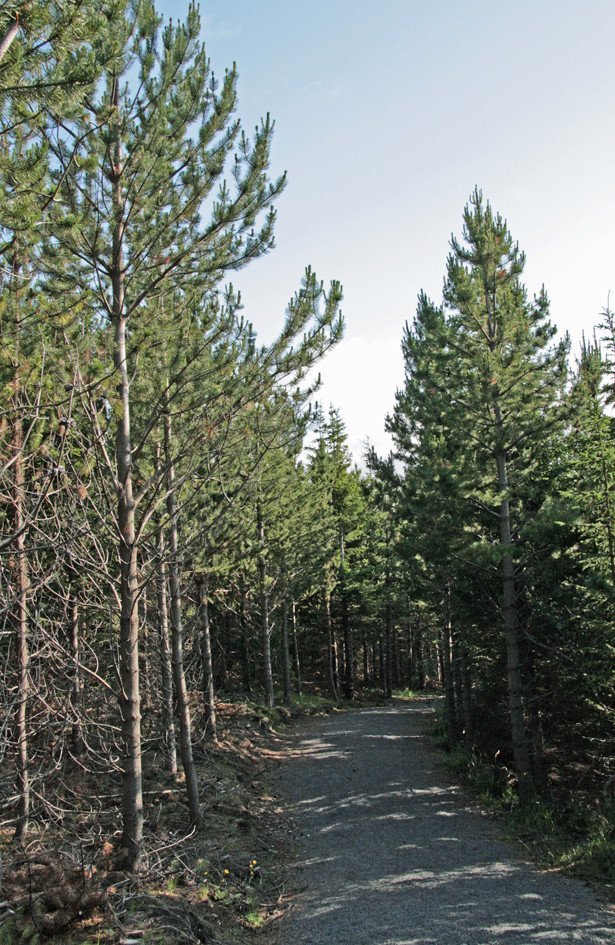 Gengið um skóginn í Þjórsárdal.