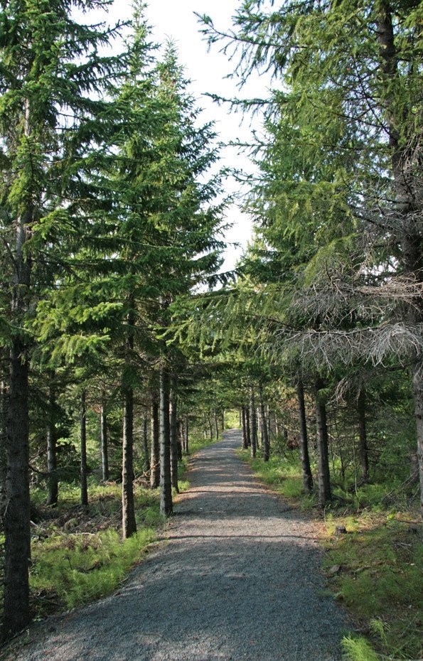 Gengið um Þjórsárdal.