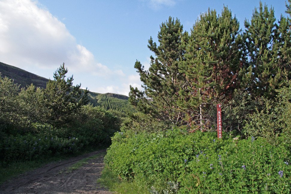 Í skóginum í Þjórsárdal.