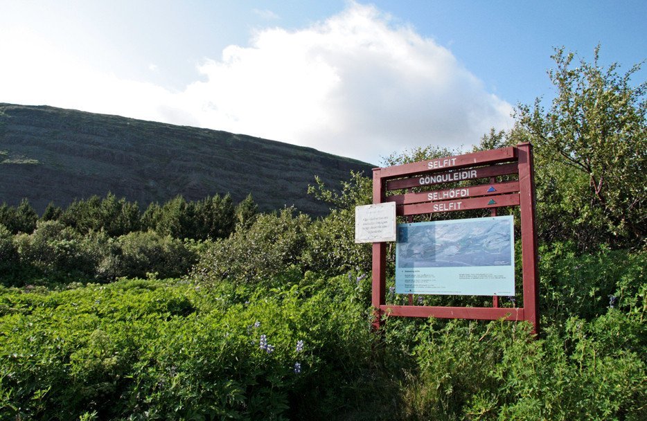 Merktar gönguleiðir í skóginum í Þjórsárdal.