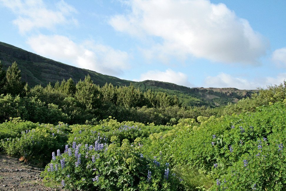 Skógurinn í Þjórsárdal.