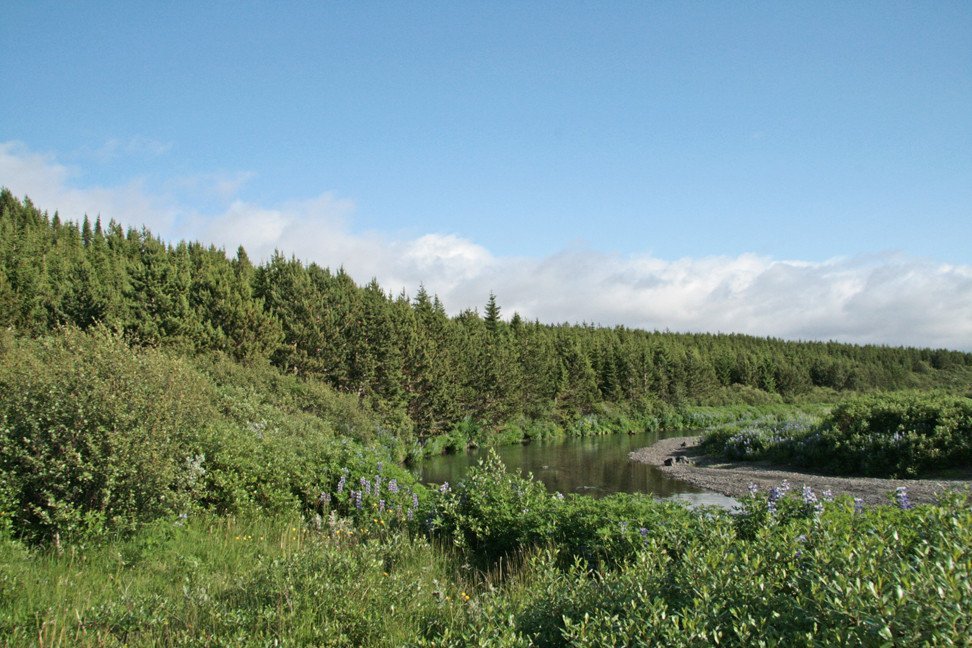 Skógurinn í Þjórsárdal.