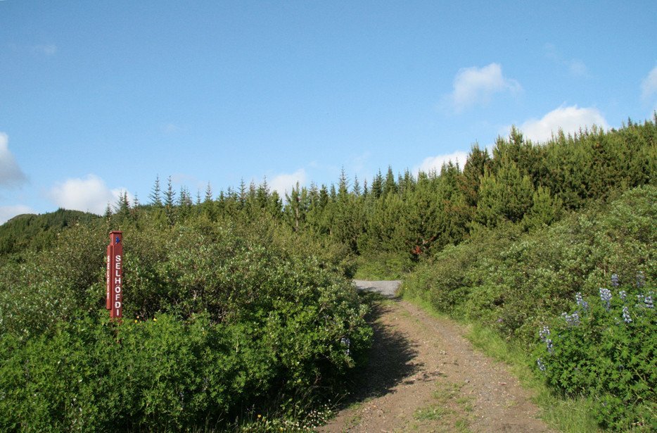 Gönguleið í skóginum í Þjórsárdal.
