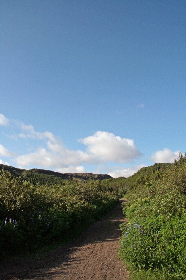 Gönguleiðir um skóginn í Þjórsárdal.