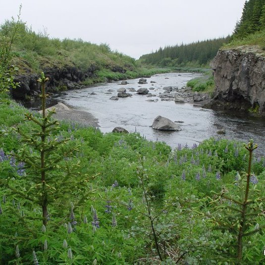 Sandá rennur um þjóðskóginn í Þjórsárdal þar sem gróska hefur aukist mjög með landgræðslu- og skógræktarstarfi Skógræktarinnar undanfarna áraatugi. Skógur eykur magn lífrænna efna í ám og vötnum og bætir þar með lífsskilyrði og fæðuframboð fiska.. Ljósmynd: Hreinn Óskarsson