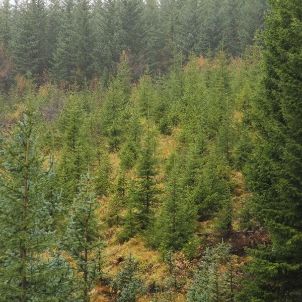 Greni í Þjórsárdal. Mynd: Pétur Halldórsson. Ljósmynd: Pétur Halldórsson