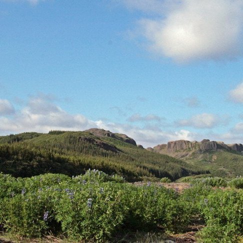 (mynd: Esther Ösp Gunnarsdóttir)