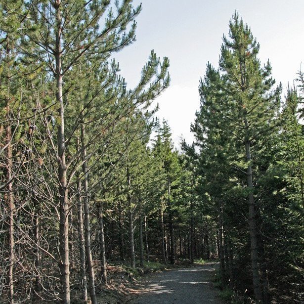 (mynd: Esther Ösp Gunnarsdóttir)