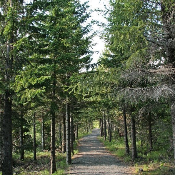 (mynd: Esther Ösp Gunnarsdóttir)