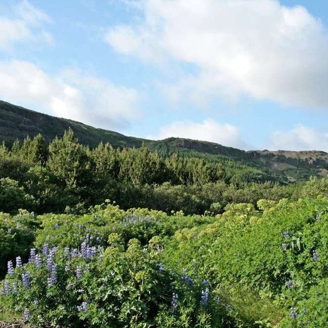 (mynd: Esther Ösp Gunnarsdóttir)