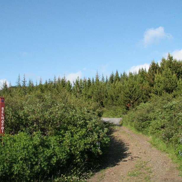 (mynd: Esther Ösp Gunnarsdóttir)