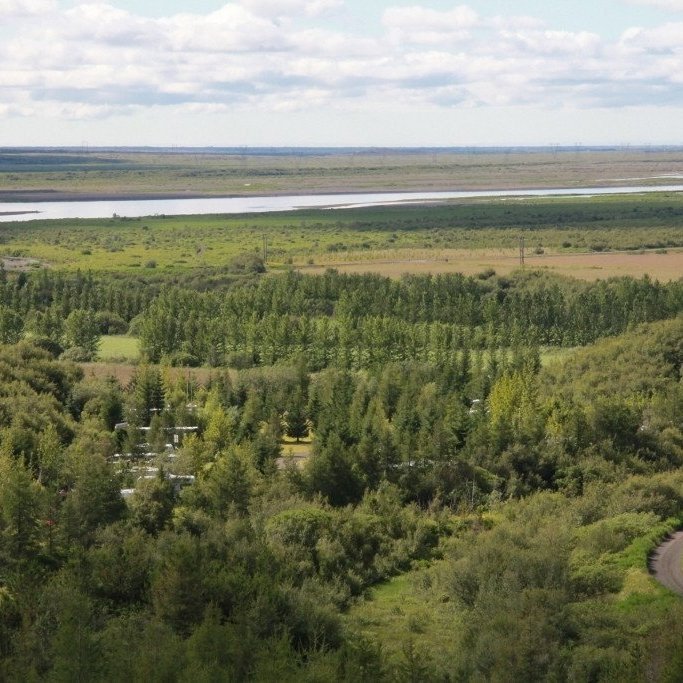 Sunnlenskur skógur í Skriðufellsnesi í Þjórsárdal.. Ljósmynd: Pétur Halldórsson