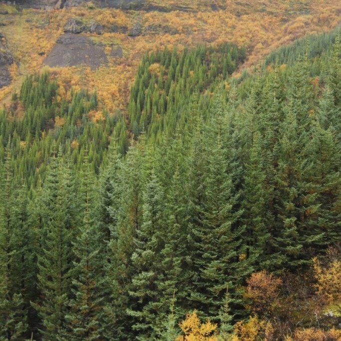 Greniskógur í þjóðskóginum Þjórsárdal. Ljósmynd: Pétur Halldórsson