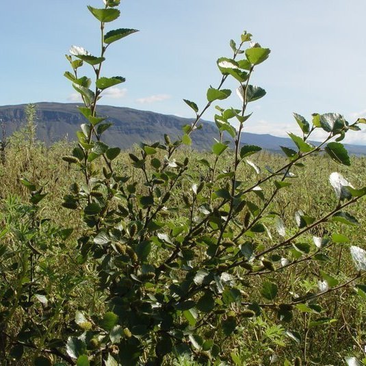 (mynd: Hreinn Óskarsson)