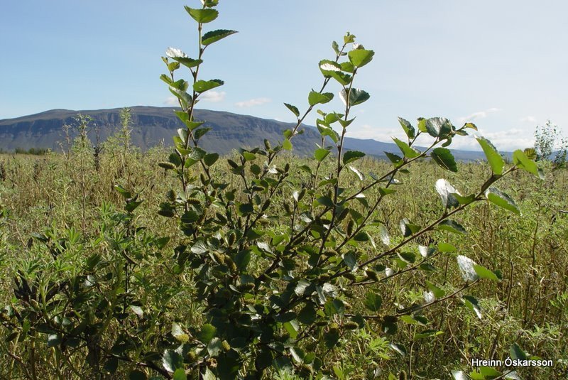 ÞjórsárdalurÞjórsárdalur