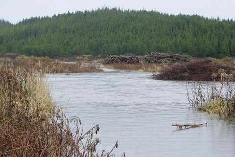 Vatnavextir í Þjórsárdal