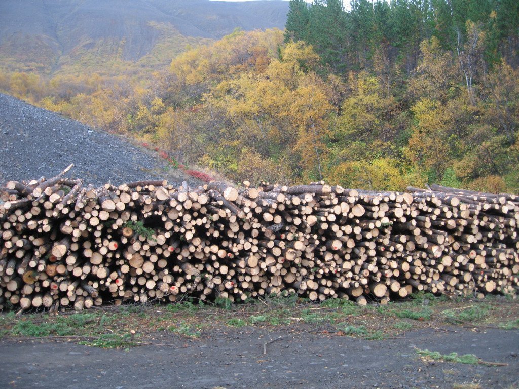 Timbur úr grisjun í Þórðarstaðaskógi haustið 2009. Ljósmynd: Sigurður Skúlason