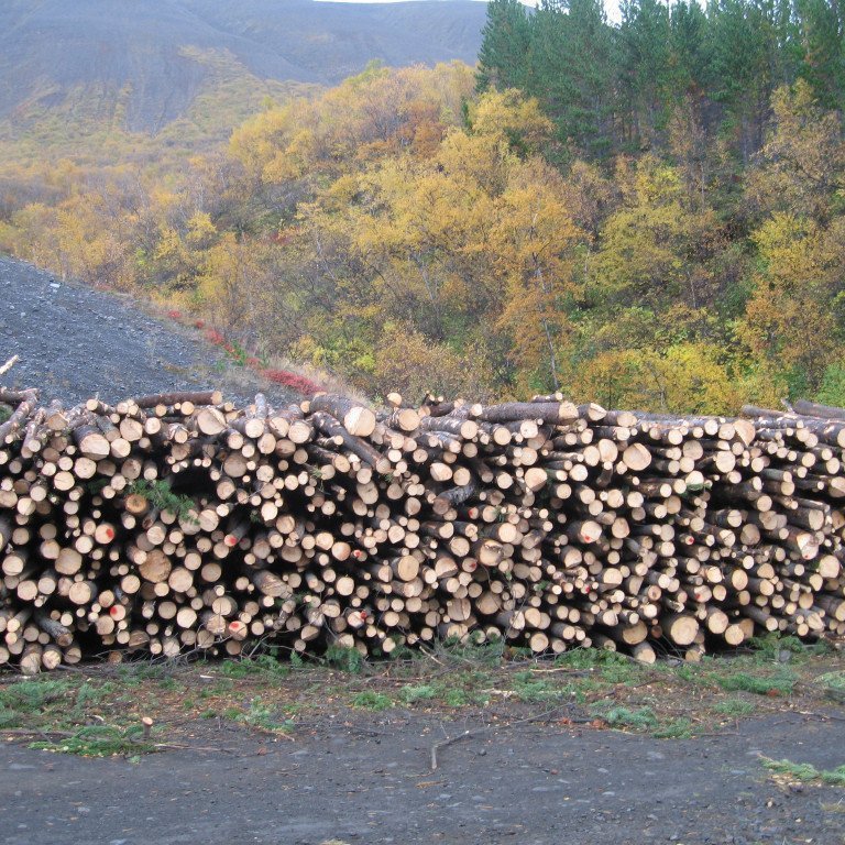 Timbur úr grisjun í Þórðarstaðaskógi haustið 2009. Ljósmynd: Sigurður Skúlason