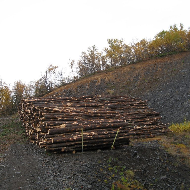 Timbur úr grisjun í Þórðarstaðaskógi haustið 2009. Ljósmynd: Sigurður Skúlason