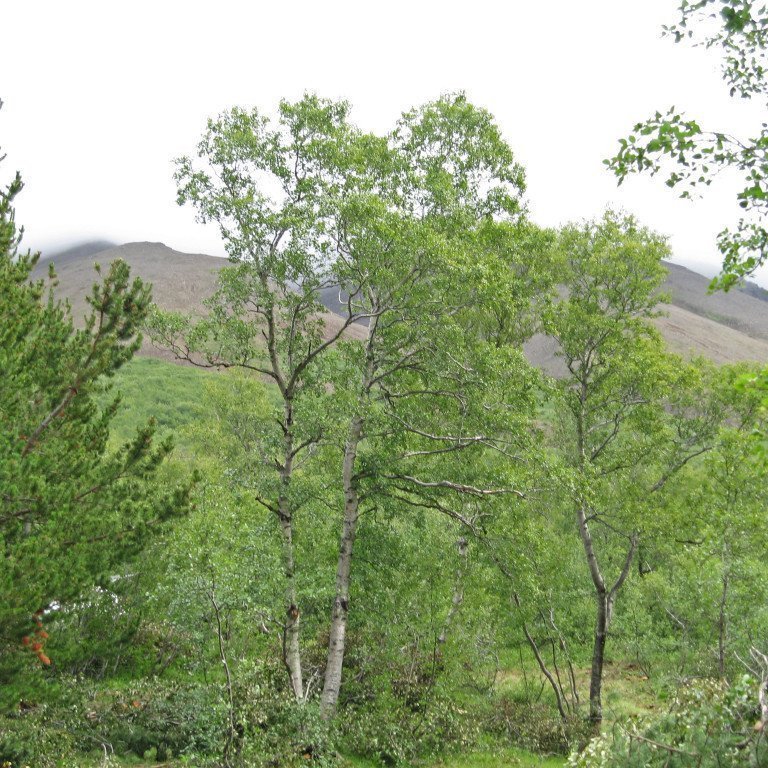 (mynd: Sigurður Skúlason)