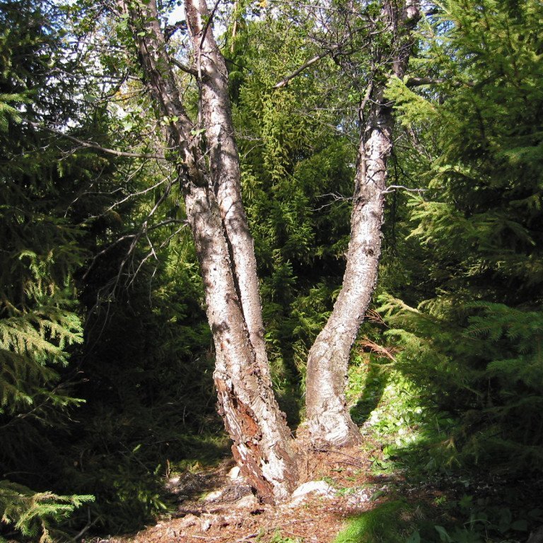 (mynd: Sigurður Skúlason)