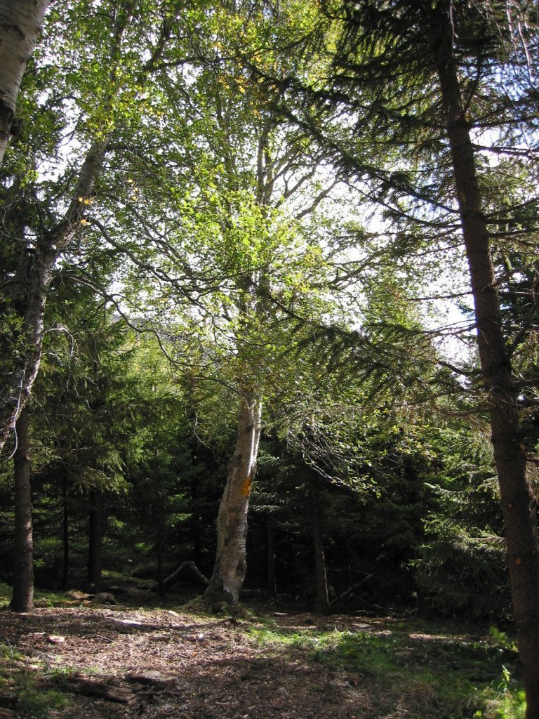 Þórðastaðaskógur