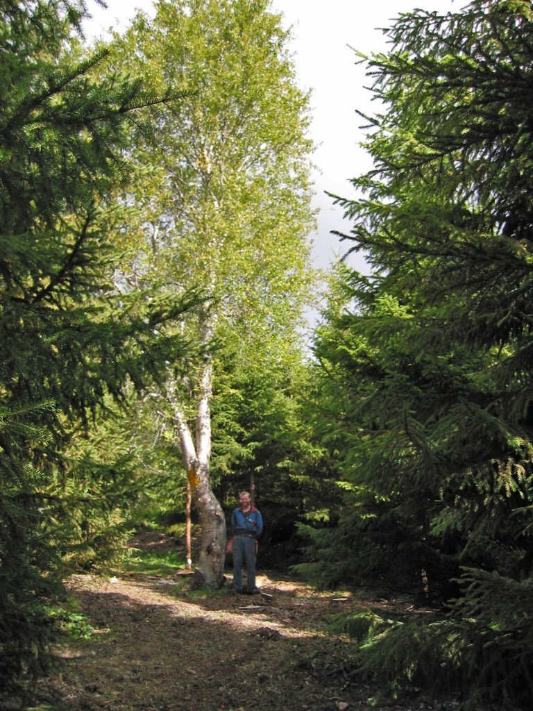 Þórðastaðaskógur