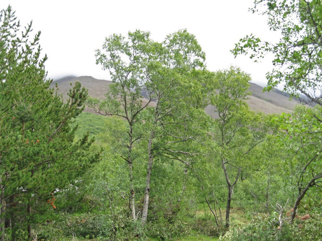 Þórðastaðaskógur