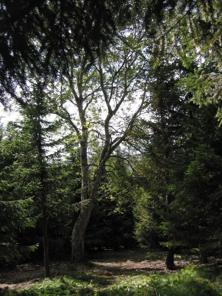 Þórðastaðaskógur