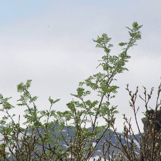 (mynd: Hreinn Óskarsson)