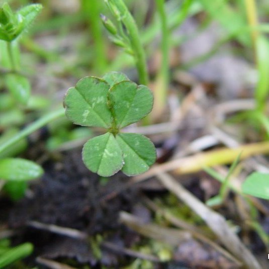 (mynd: Hreinn Óskarsson)