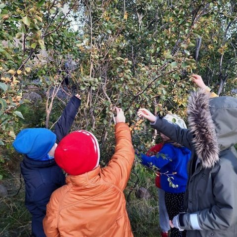 Ekki þurfti að teygja sig hátt eftir fræinu sem nóg var af á trjánum. Ljósmynd: Egilsstaðaskóli