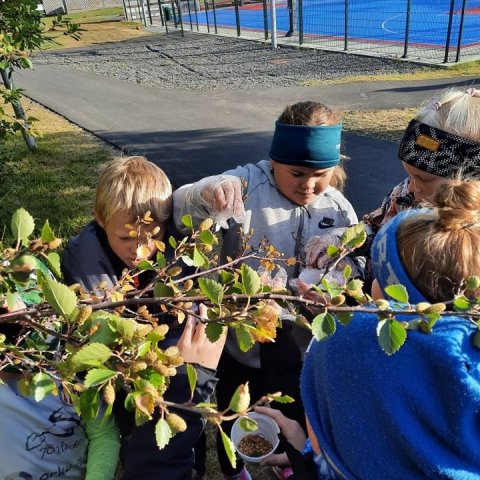 Keppst við að tína fræið. Ljósmynd: Egilsstaðaskóli