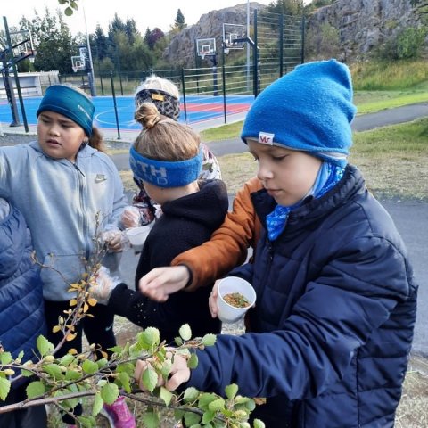 Hver tínir sem betur getur. Ljósmynd: Egilsstaðaskóli