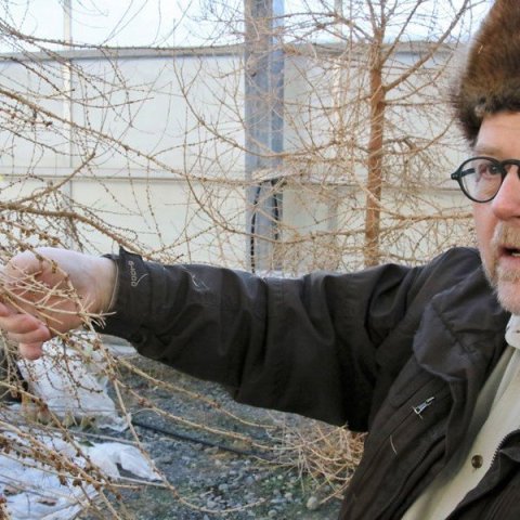 Þröstur skoðar móðurtré 'Hryms' í fræhúsinu á Vöglum