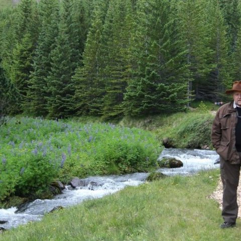 Þröstur í Skarðdalsskógi Siglufirði