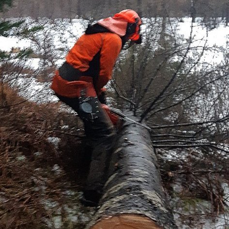 Frederik Zell Reimers skógarnemi greinahreinsar tréð. Ljósmynd: Jóhannes H. Sigurðsson