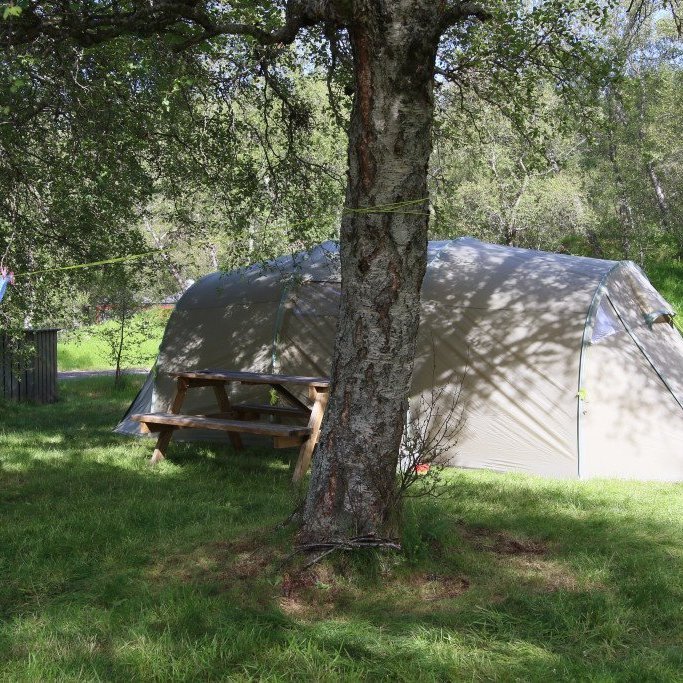 Notalegt er að tjalda undir gömlu birkitré í lognkyrrum skóginum. Ljósmynd: Pétur Halldórsson