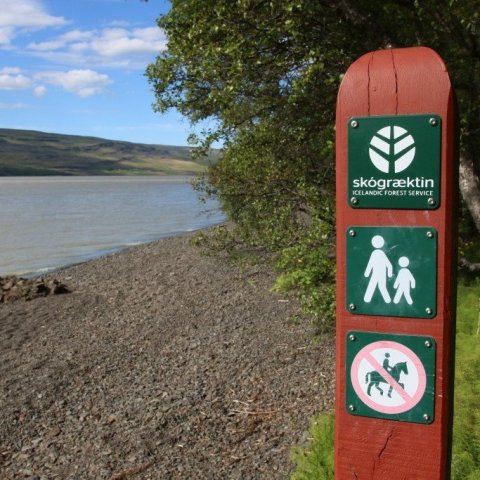  Fjölmargar gönguleiðir eru í Hallormsstaðaskógi og gönguleiðabæklingur er fáanlegur á bæði íslensku og ensku. Ljósmynd: Pétur Halldórsson