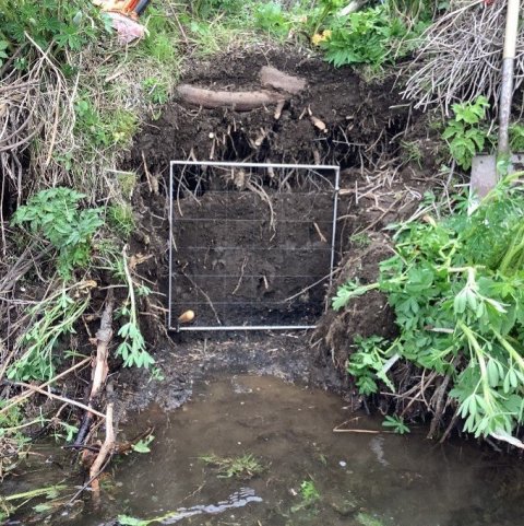 Rótasnið tekið úr árbakka. Ljósmynd: Sara L. Rathburn